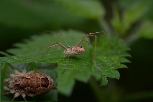 Réf. 183 323 : Rilaena triangularis